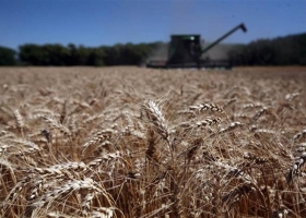 Creció un 133% el margen bruto para los productores de trigo