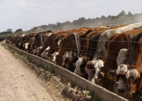 La carne uruguaya está en riesgo