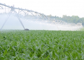 Extienden por tiempo indeterminado la prohibición de producción de semilla de maíz en el norte de San Luis.
