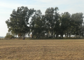 Impulsan una Ley que obligará a productores a forestar el 1% de su campo