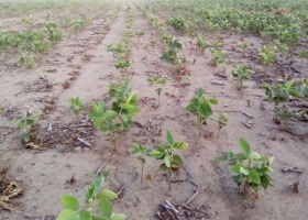 El norte también existe: la agricultura sigue siendo inviable en las zonas extra-pampeanas