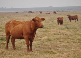 Según el IPCVA las exportaciones de carne aumentaron 16,7% entre octubre y noviembre de 2016