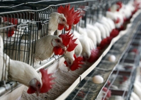 Alerta en el sector avícola por un foco de gripe aviar en Chile