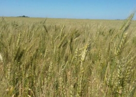 Proteína de trigo en el Sudoeste de Bs. As. promedió 10,1%