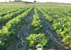 Ventas de agroquímicos crecieron un 10% en 2016