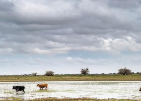 El Senasa facilita el movimiento de bovinos en las zonas afectadas por incendios e inundaciones