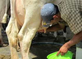 El año arrancó con un desastre climático en la cuenca santafesina luego de que la producción nacional de leche cerrara el 2016 con una baja del 13%