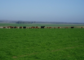 El campo uruguayo intenta superar este año la caída de 2016