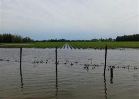 Alertan que está en riesgo el logro de una gran cosecha por el clima