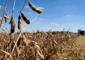 El USDA estimó menos producción global de granos 2016/2017