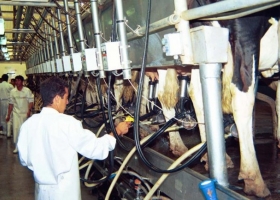 6 millones de litros de leche menos