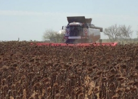 Las 4 recomendaciones para la cosecha de girasol en condiciones adversas