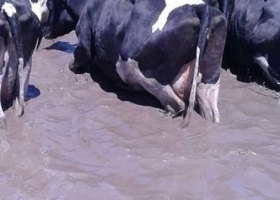 Tamberos piden condonación de deudas e impuestos para productores afectados por desastres climáticos