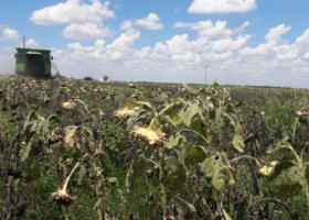 Las lluvias afectaron el rendimiento del girasol en el Sudoeste del Chaco