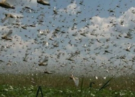 El SENASA refuerza el control de la plaga de langostas en el NOA