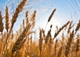 La producción de trigo creció 39%, con una cosecha total de 15 millones de toneladas