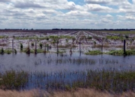 Pérdidas del campo ascenderían ya a 5,2 millones de toneladas