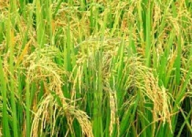 En Entre Ríos el área arrocera se redujo en un 10 por ciento