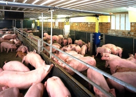 Fuerte aumento del consumo de cerdo en 2016