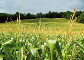 Buscan generar energía con productos del agro
