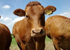 Una ayudita para recomponer el stock bovino: productores ganaderos podrán acceder a créditos dolarizados con tasas más convenientes