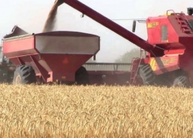 Estiman que este año se exportaría un 15% más de trigo