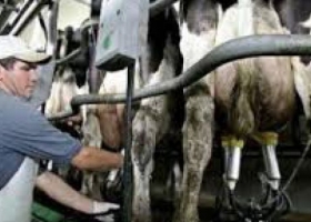 La industria estima que luego de las inundaciones caerá la producción de leche un 20 por ciento