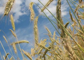 El trigo se destacó por los altos rindes y la calidad industrial