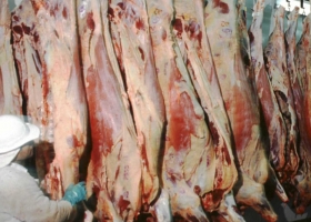 La faena de bovinos se mantuvo firme durante el primer mes del 2017