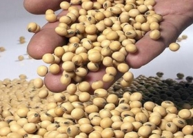 Soja: difunden los nombres de 2528 productores que no hicieron una presentación ante el Inase