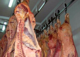 Cruzada contra la evasión cárnica: suspenden la matrícula de un frigorífico misionero por faenar vacas transexuales