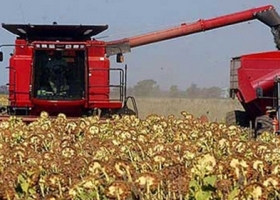 Se cosecharon 530.000 hectáreas de girasol con un rinde medio de 18,6 qq/ha