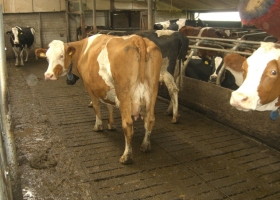 Programa oficial: tamberos holandeses liquidarán 160.000 vacas para reducir el impacto ambiental