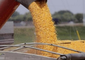 Fastidio de productores por el atraso en la devolución del IVA