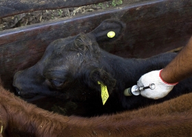 Excluyeron a las caravanas para identificación animal de la lista de productos tecnológicos con desgravación arancelaria