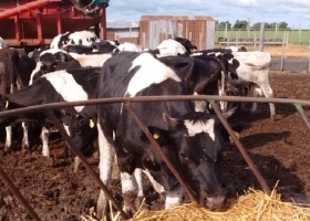 Novedad: el valor de referencia de la leche publicado por el Ministerio de Agroindustria comenzó a funcionar como “precio pizarra”