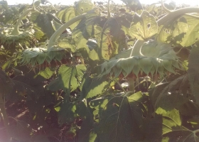 Golazo girasolero en el norte argentino: buenos rindes con precios superiores a los presupuestados en la siembra