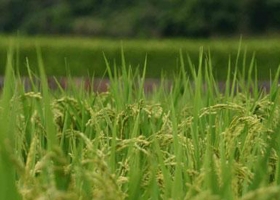Entre Ríos: es la cuarta campaña con menor área dedicada al arroz en 17 años