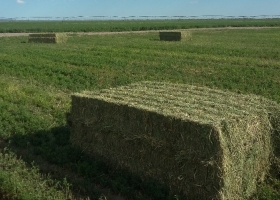 La demanda de fardos de alfalfa de Arabia Saudita va camino a registrar un crecimiento explosivo: una oportunidad para la Argentina (si la sabe aprovechar)