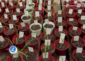 Investigadores del INTA buscan mejorar el perfil nutricional del trigo al incorporar un súpergen proveniente de un pariente silvestre