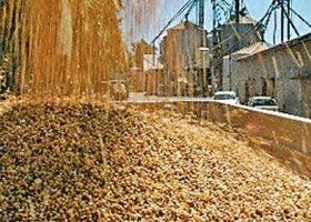 El USDA proyectó aumentos en la producción de trigo y maíz en Argentina