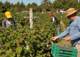Destinan U$S 38,9 millones para un programa de inserción de agricultores familiares