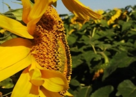 Girasol: se perdieron 65.000 hectáreas