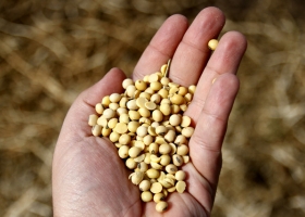 Buena cosecha de soja, pero con una caída del 18% en el margen neto del productor