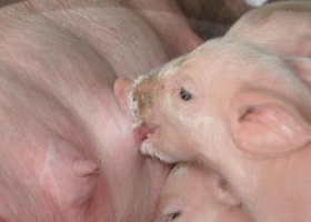 Frenan hasta nuevo aviso la venta de carne porcina de Brasil para consumo