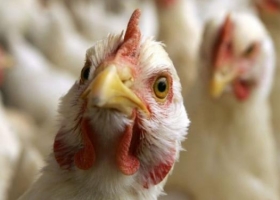 Productores avícolas alertan por la suba de costos y el incumplimiento de medidas