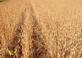 Dale las gracias a la soja: un 25% del presupuesto provincial de obra pública se financia con aportes directos de los productores agrícolas