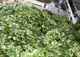 El Ministerio de Agroindustria fijó un nuevo precio para la yerba mate