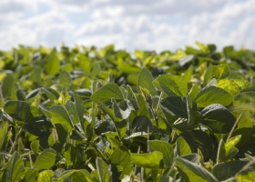 Productores del norte que hayan vendido soja en marzo podrán cobrar una compensación de casi 290 $/tonelada: permite cubrir el 27% del flete a Rosario desde Metán