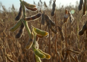 Por la baja del precio, la cosecha de soja se desvalorizó en casi US$ 1600 millones.